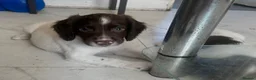 English Springer Spaniel dogs for sale: Springer spaniel puppy for sale in London - Advert 4