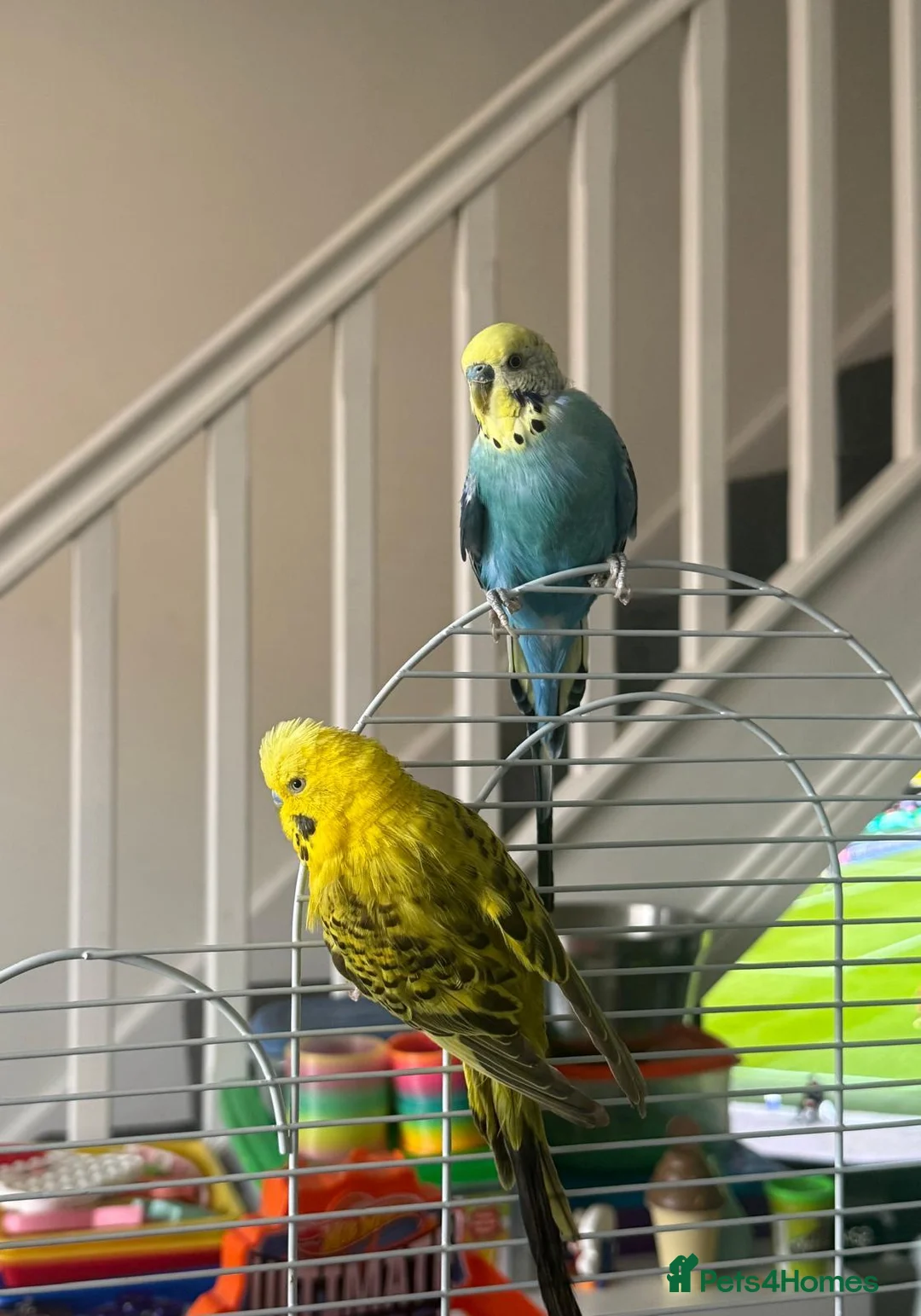 Budgerigars birds for sale: 2x Budgies full set up  in Preston - Advert 2