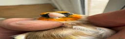 Canaries birds for sale: Goldfinches - Advert 3