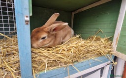 Rex rabbits for sale: Gorgeous breeding pair of mini rexes- £50 per pair - Image 11