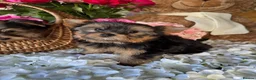 Yorkshire Terrier dogs for sale:  Yorkshire Terrier puppies. - Advert 4