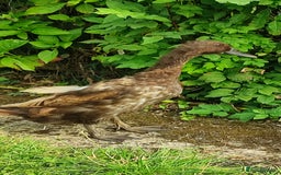 Ducks poultry for sale: Female duck - Image 1