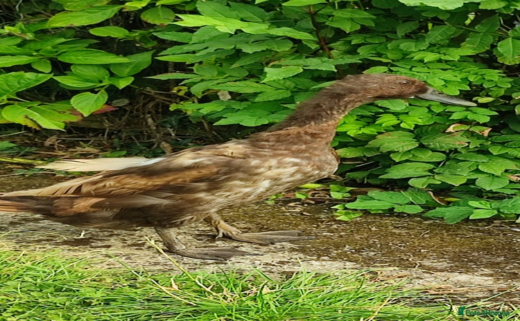 Ducks poultry - Advert 5