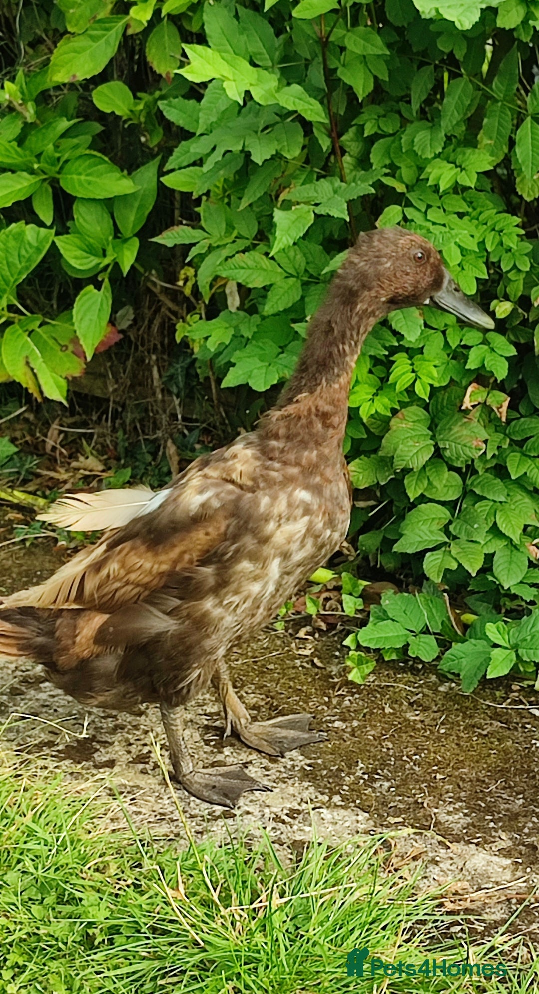 Ducks poultry for sale: Female duck - Image 1