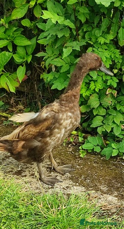 Ducks poultry - Advert 5