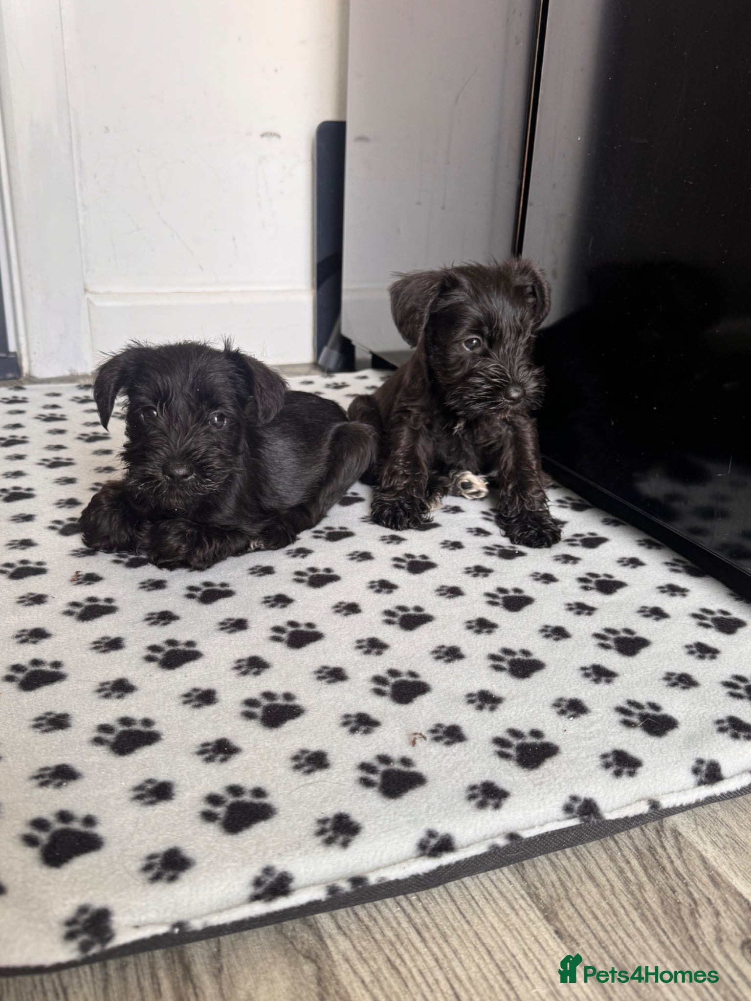 Miniature Schnauzer dogs for sale: Miniature schnauzer  - Advert 6