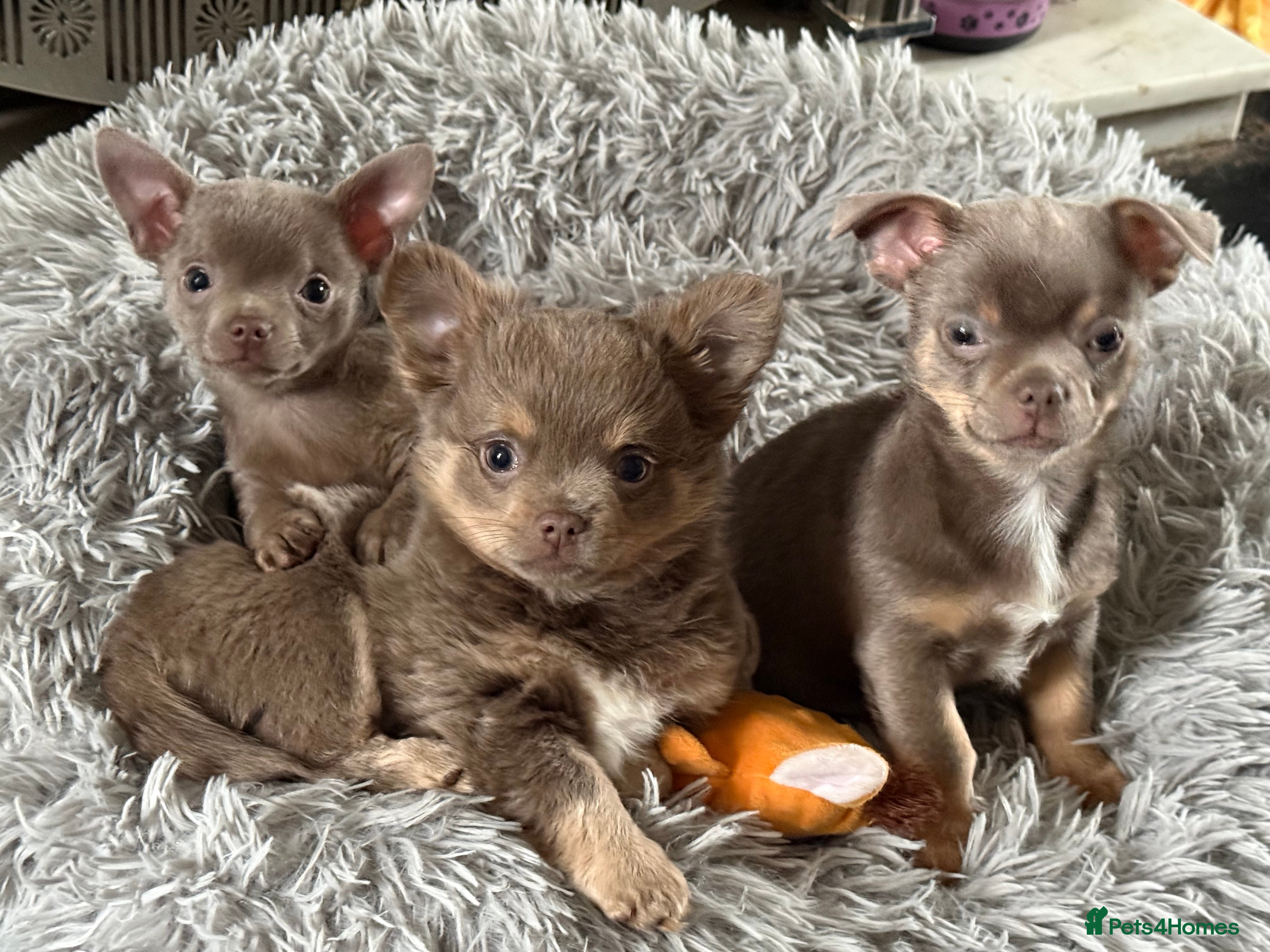 Chihuahua dogs Pure breed lilac chihuahua puppies  in Preston - Advert 1