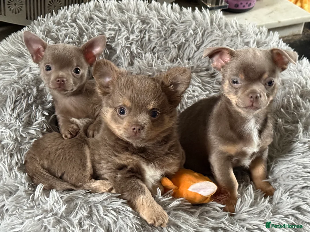 Chihuahua dogs for sale: Pure breed lilac chihuahua puppies  in Preston - Advert 1