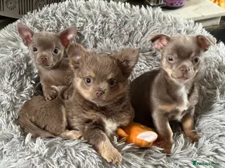 Chihuahua dogs Pure breed lilac chihuahua puppies in Preston - Advert 1