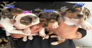 Mixed Breed dogs - Advert 3