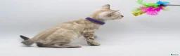 Bengal cats for sale: Stunning TICA Registered Bengal Kittens - Advert 10