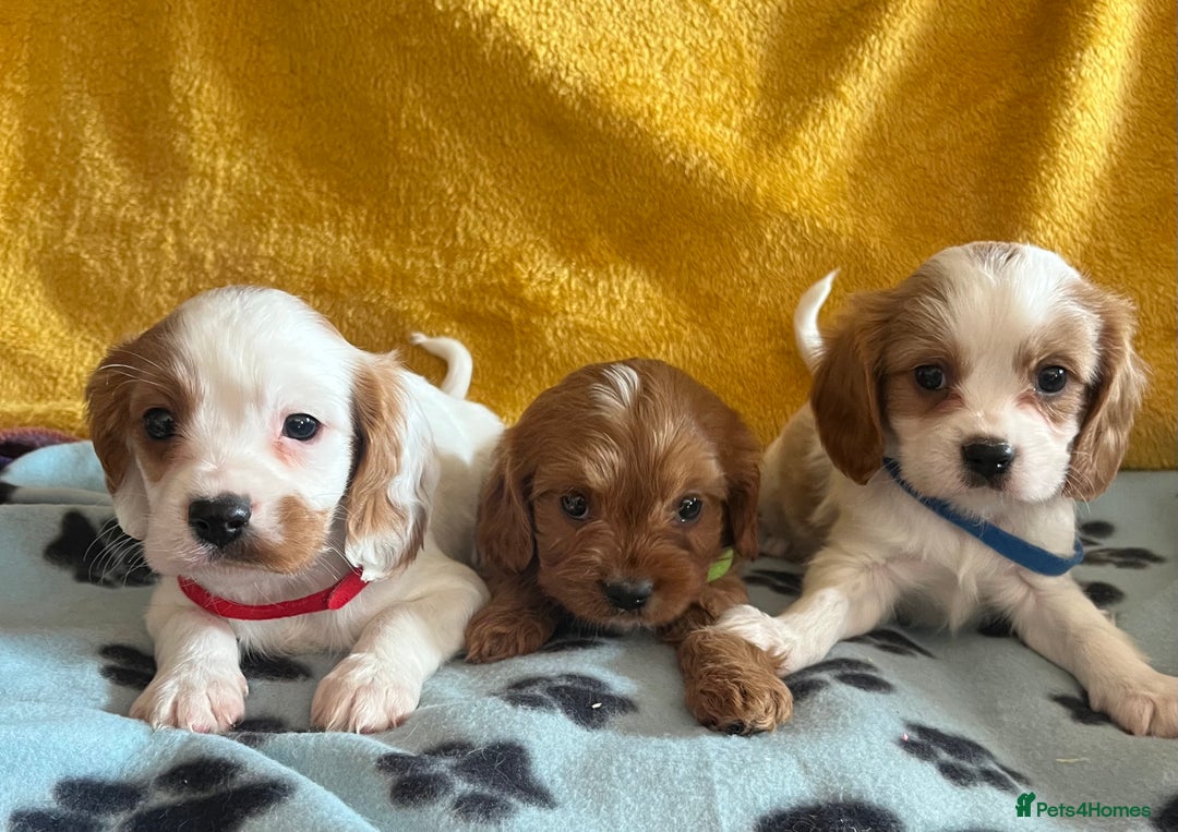 Cavapoo dogs for sale: Cavapoo x cavalier King Charles puppies  - Image 14