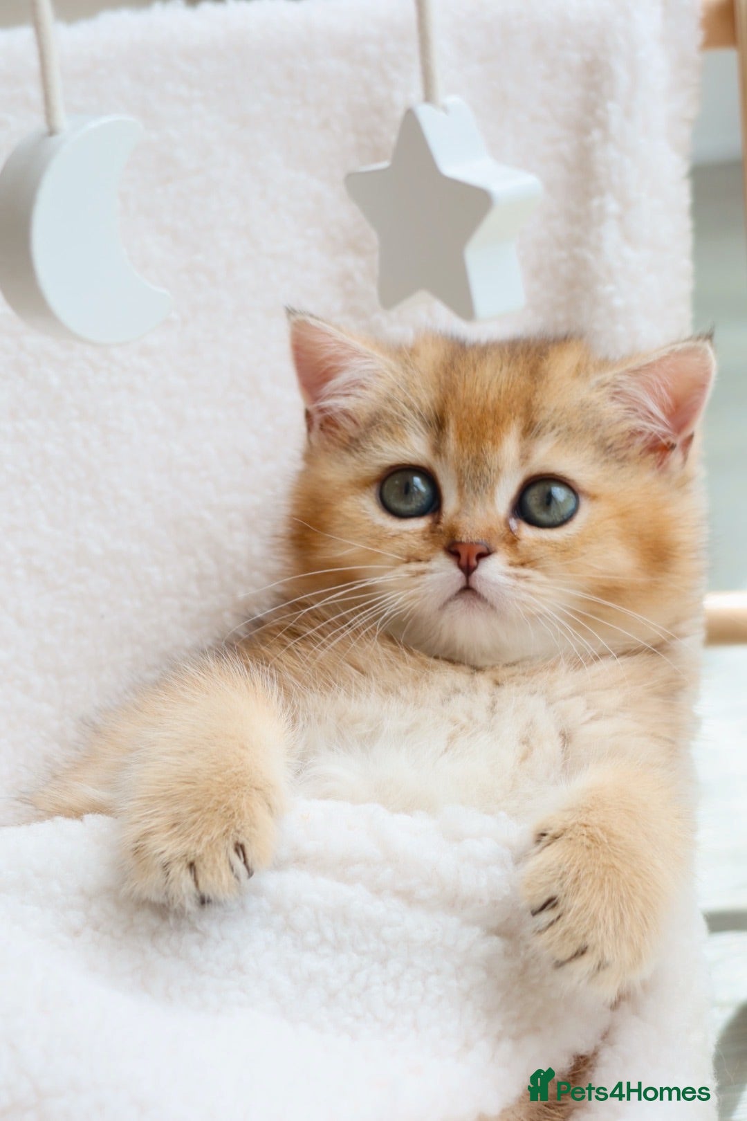 British Shorthair cats Golden British Shorthair Girl Kitten - Registered - Advert 1