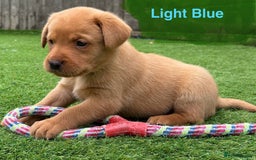 Labrador Retriever dogs for sale: Beautiful KC Fox Red Pups. 0/0 hip/elbow mum & dad - Image 10