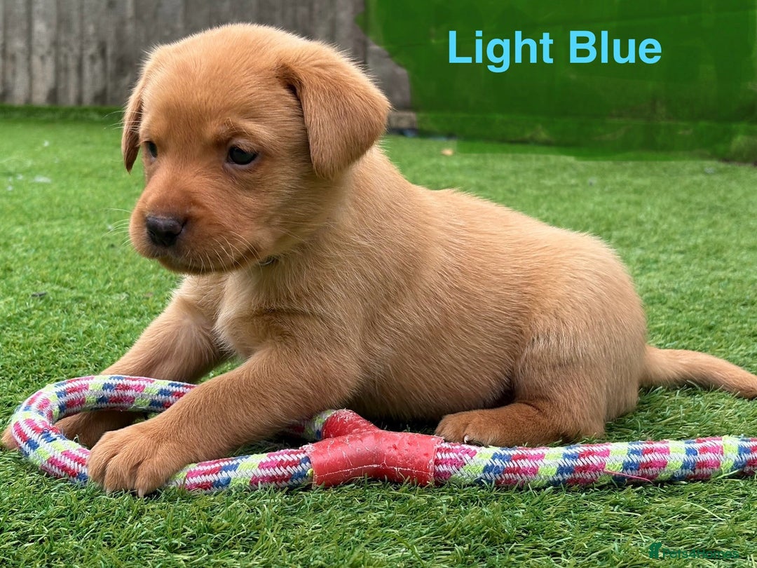 Labrador Retriever dogs for sale: Beautiful KC Fox Red Pups. 0/0 hip/elbow mum & dad - Image 10