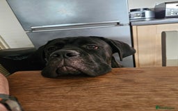 Cane Corso dogs for sale: 9 Month old male Cane Corso - Image 4