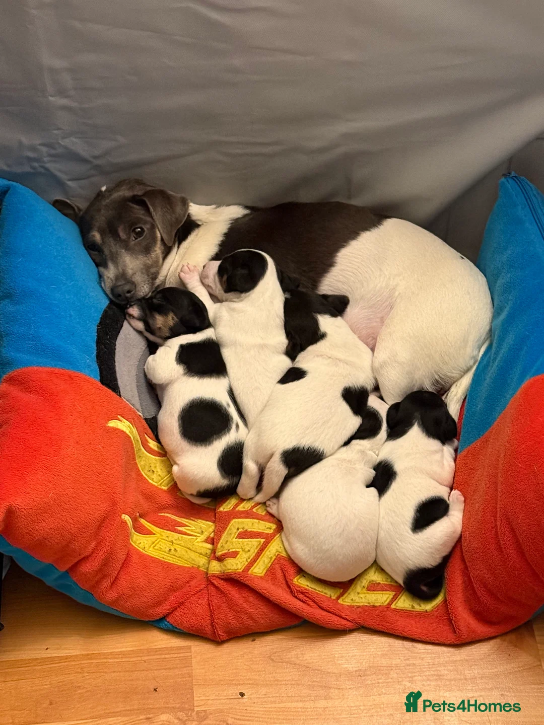 Jack Russell dogs for sale: Jack Russell Pups - Advert 14
