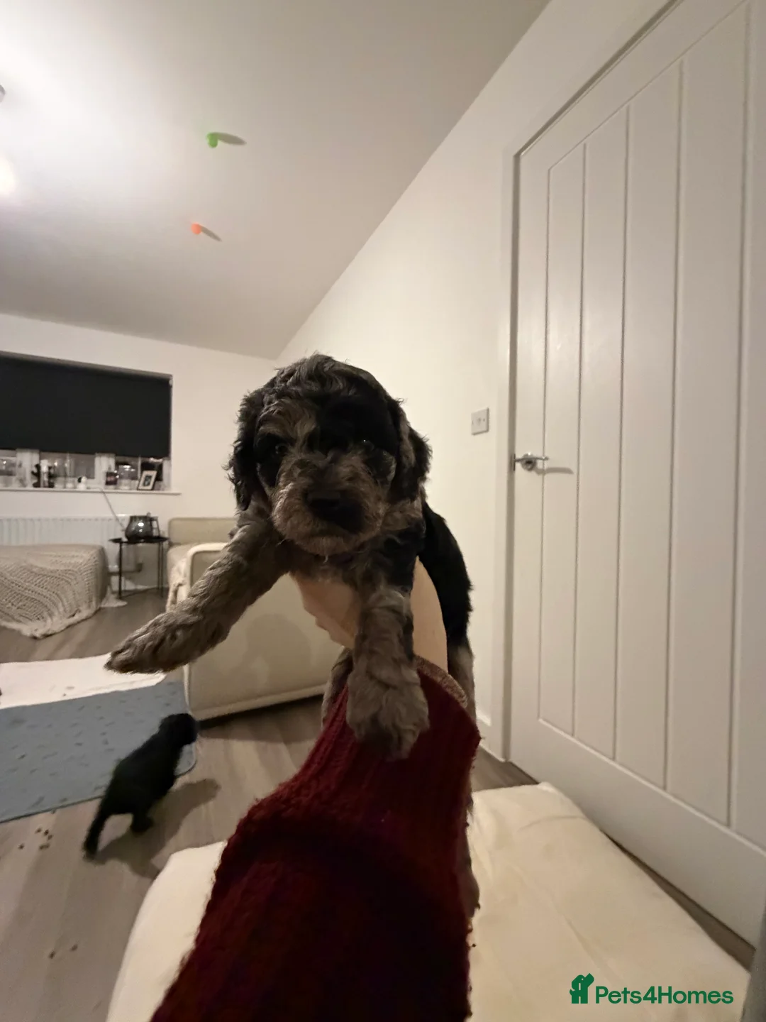 Cavapoo dogs for sale: F1 B Cavapoo’s - Advert 4