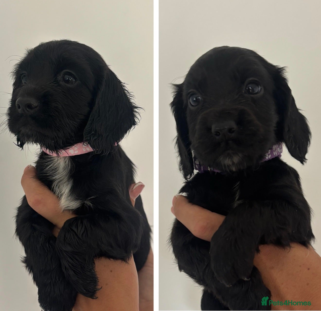 Cocker Spaniel dogs Cocker spaniel Pups  - Advert 9