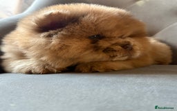 Chow Chow dogs for sale: ** Female Merle Puppy ** - Advert 5