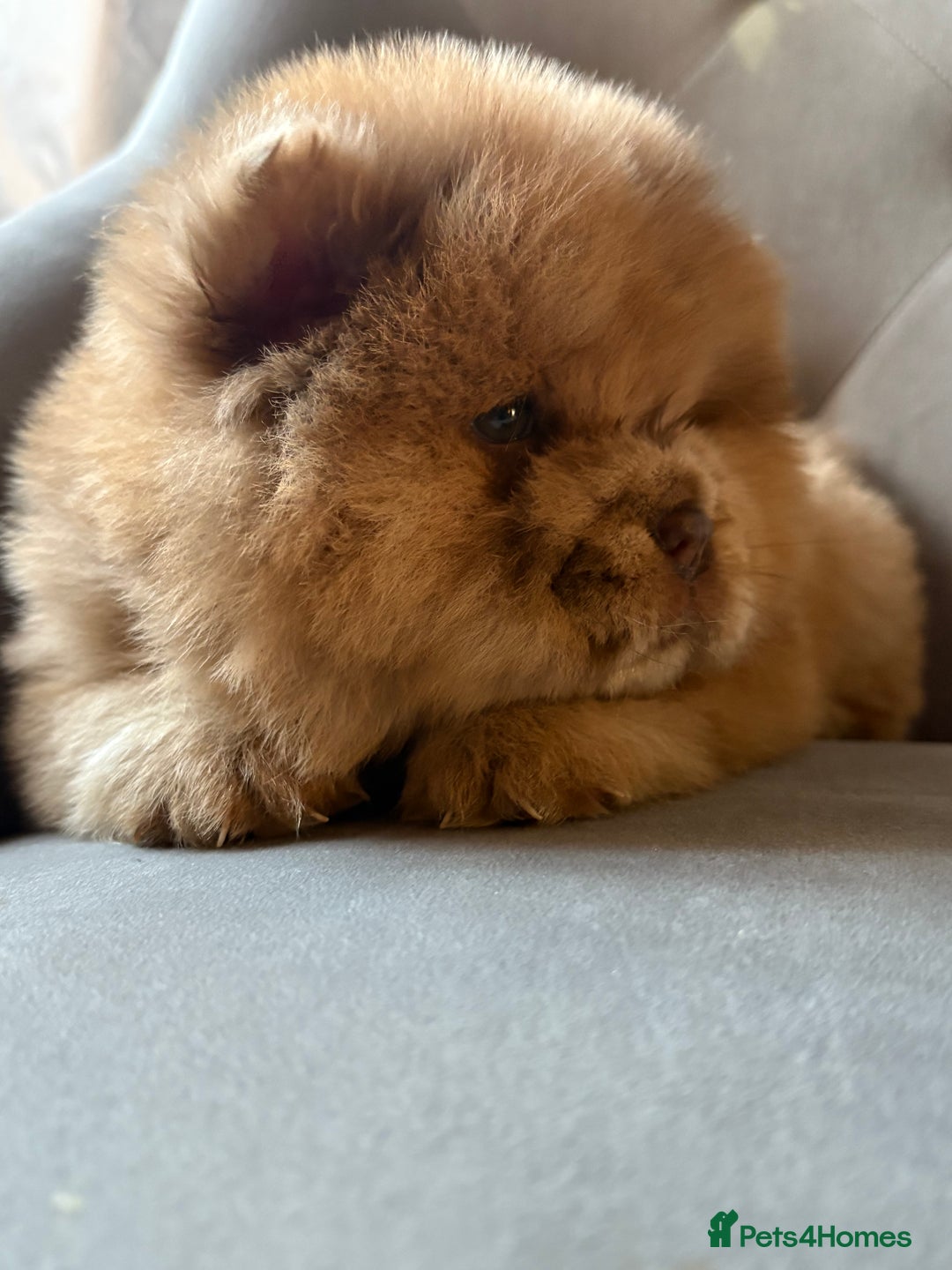Chow Chow dogs for sale: ** Female Merle Puppy ** - Advert 5