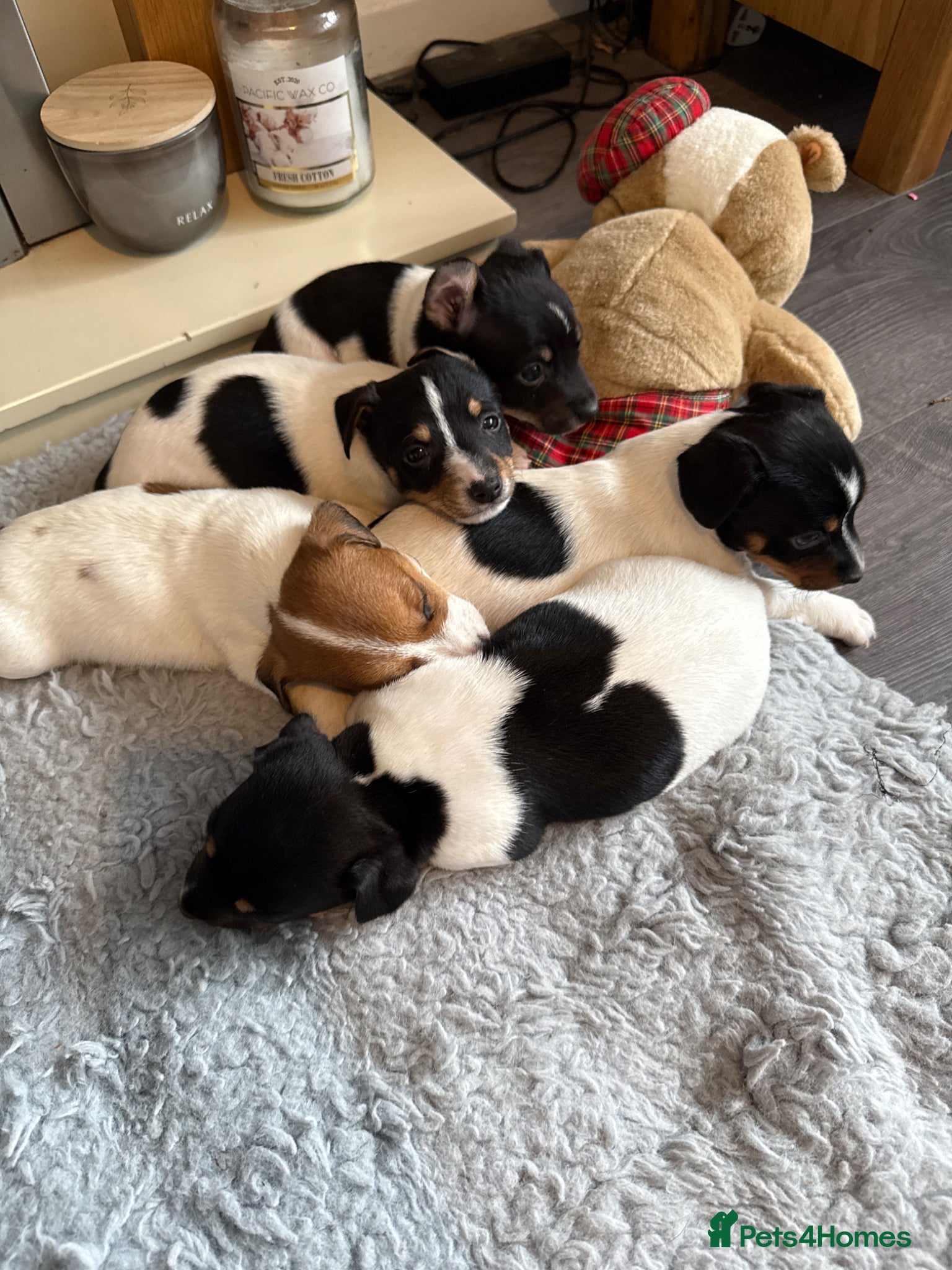 Jack Russell dogs 5 beautiful puppies  - Advert 2