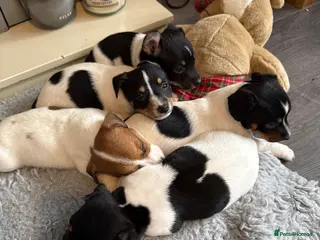Jack Russell dogs 5 beautiful puppies - Advert 2