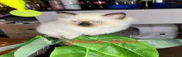 Ragdoll cats for sale: 💖Fabulous Pure Ragdoll Kittens Waiting for Love❤️ - Advert 36
