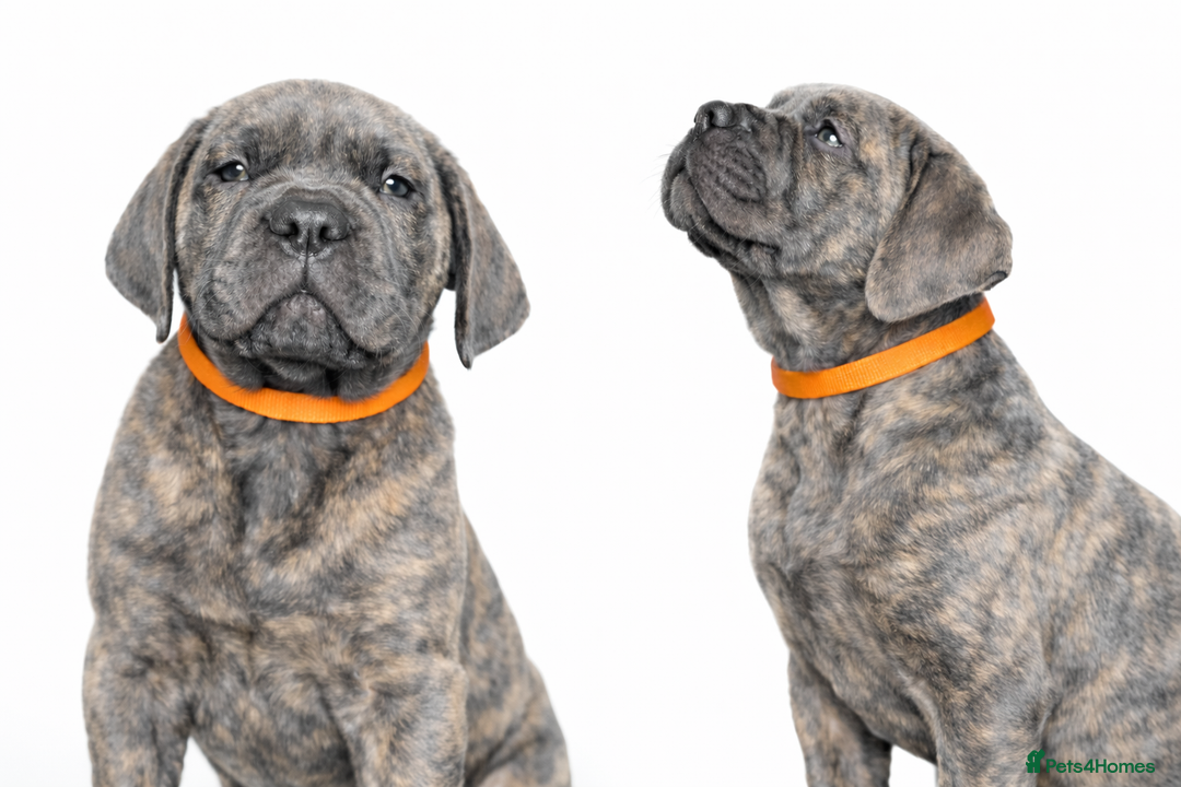 Cane Corso dogs for sale: Cane Corso Puppies – Champion European Lines - Advert 6