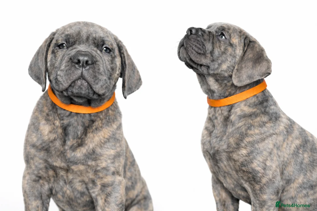 Cane Corso dogs for sale: Cane Corso Puppies – Champion European Lines - Advert 4
