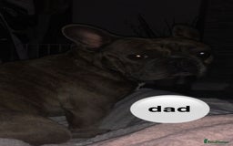 French Bulldog dogs for sale: Adorable 7 week old frenchie puppies - Image 6