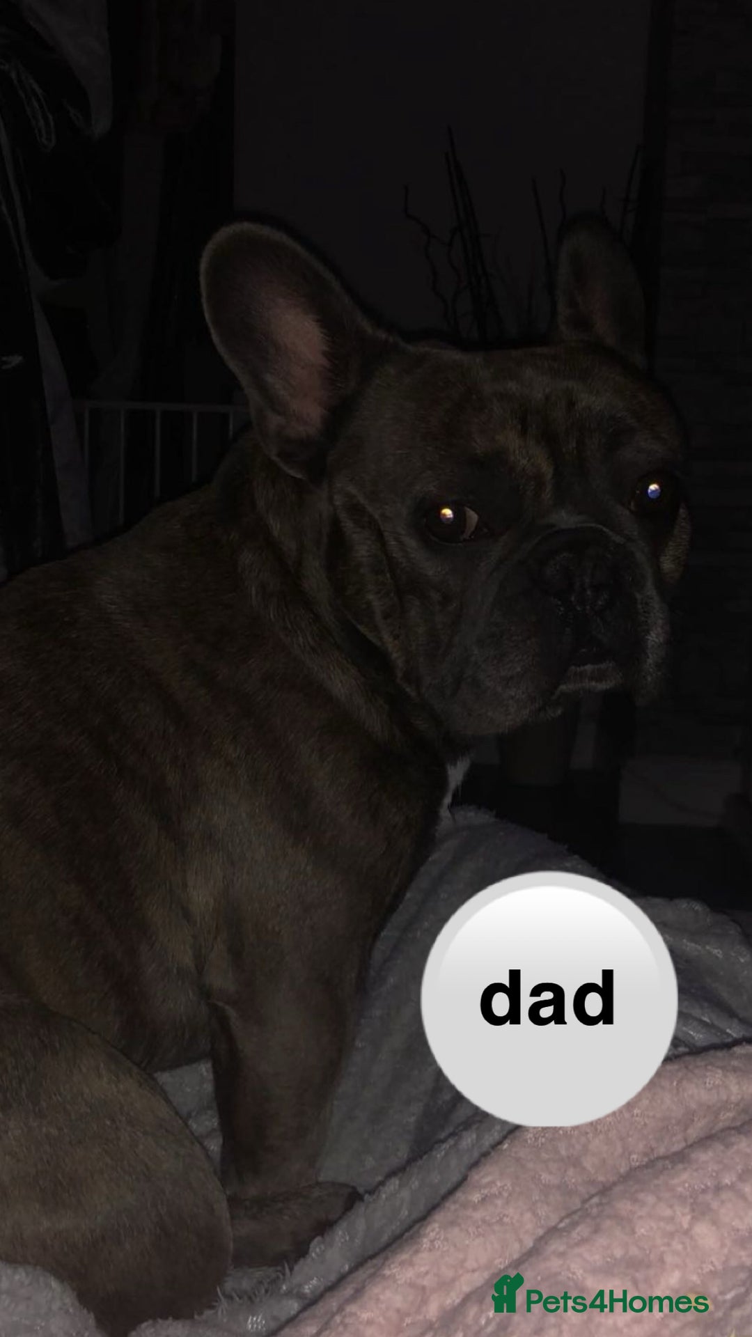 French Bulldog dogs for sale: Adorable 7 week old frenchie puppies - Image 6