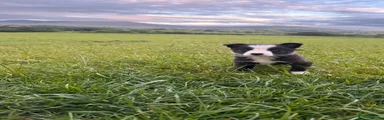 Border Collie 3