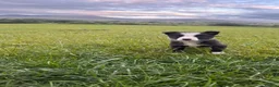 Border Collie dogs for sale: Adorable Sheepdog Pups Working Lines/Family Raised - Advert 7