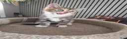 Maine Coon cats for sale: Maine coon - Advert 3
