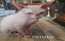 Sphynx cats for sale: Sphynx kittens - Image 17