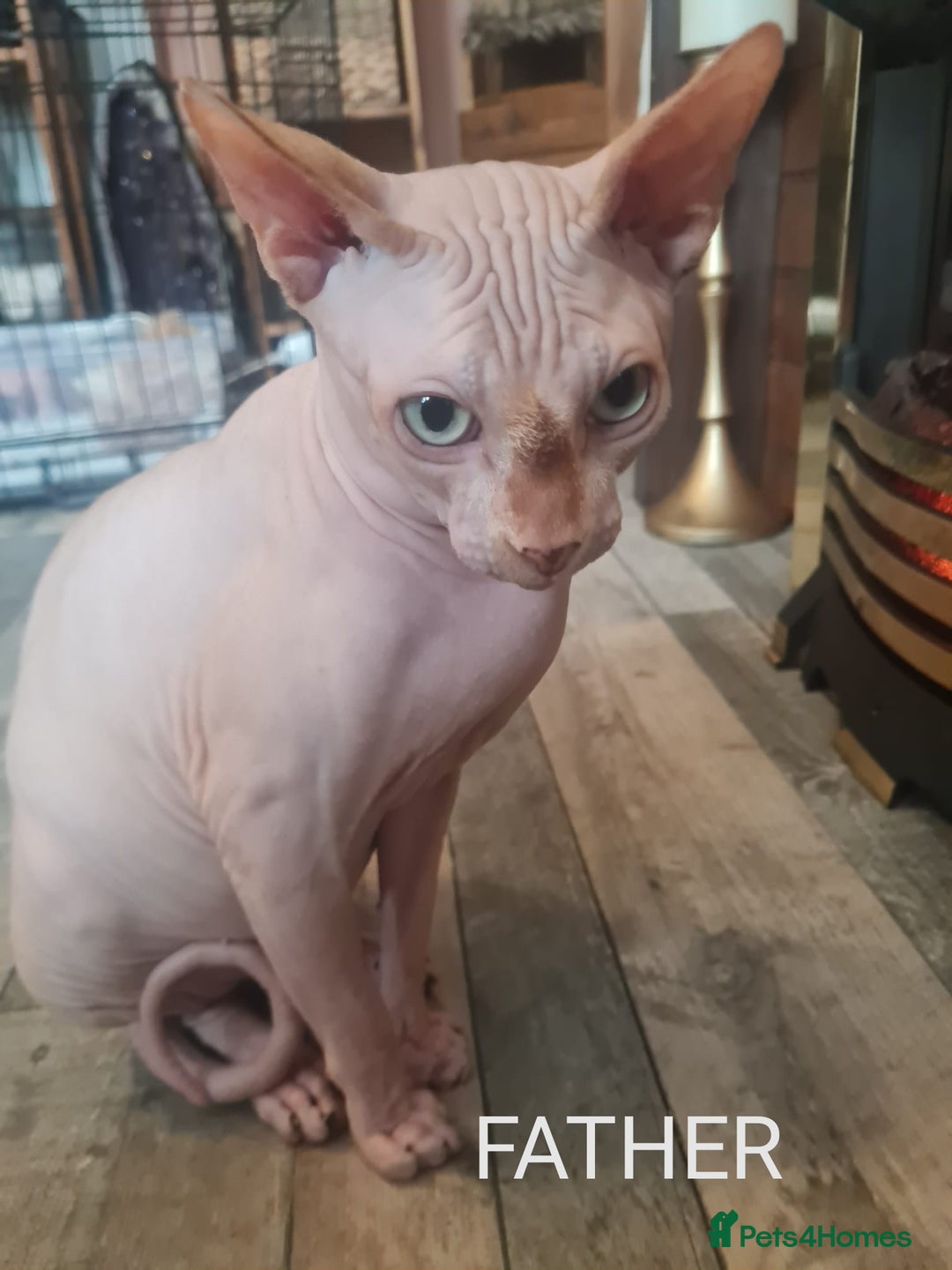 Sphynx cats for sale: Sphynx kittens - Image 17
