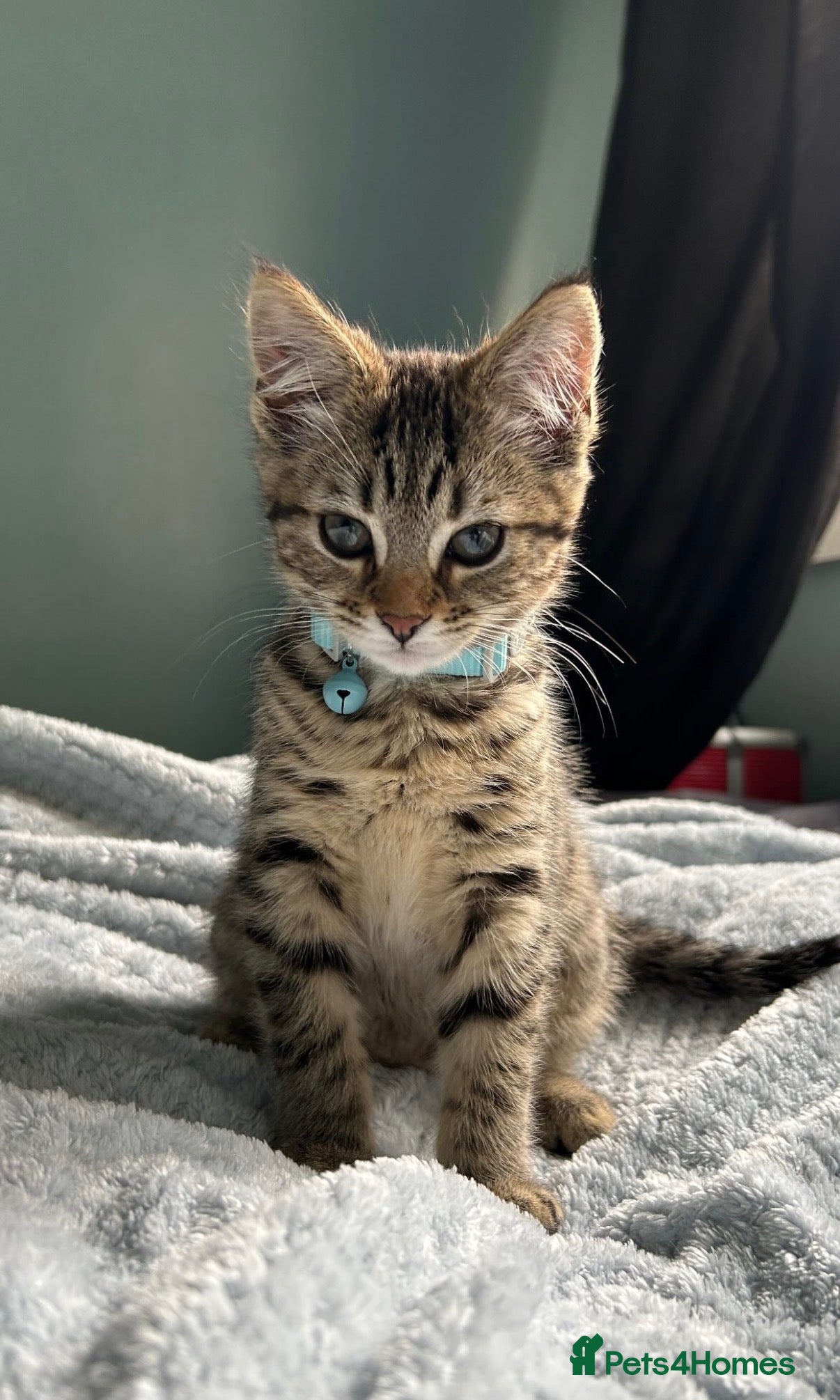 Mixed Breed cats x3 Mixed Breed Kittens (2M) (1F) - Advert 3