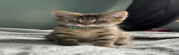 Mixed Breed cats for sale: x3 Mixed Breed Kittens (2M) (1F) - Advert 1