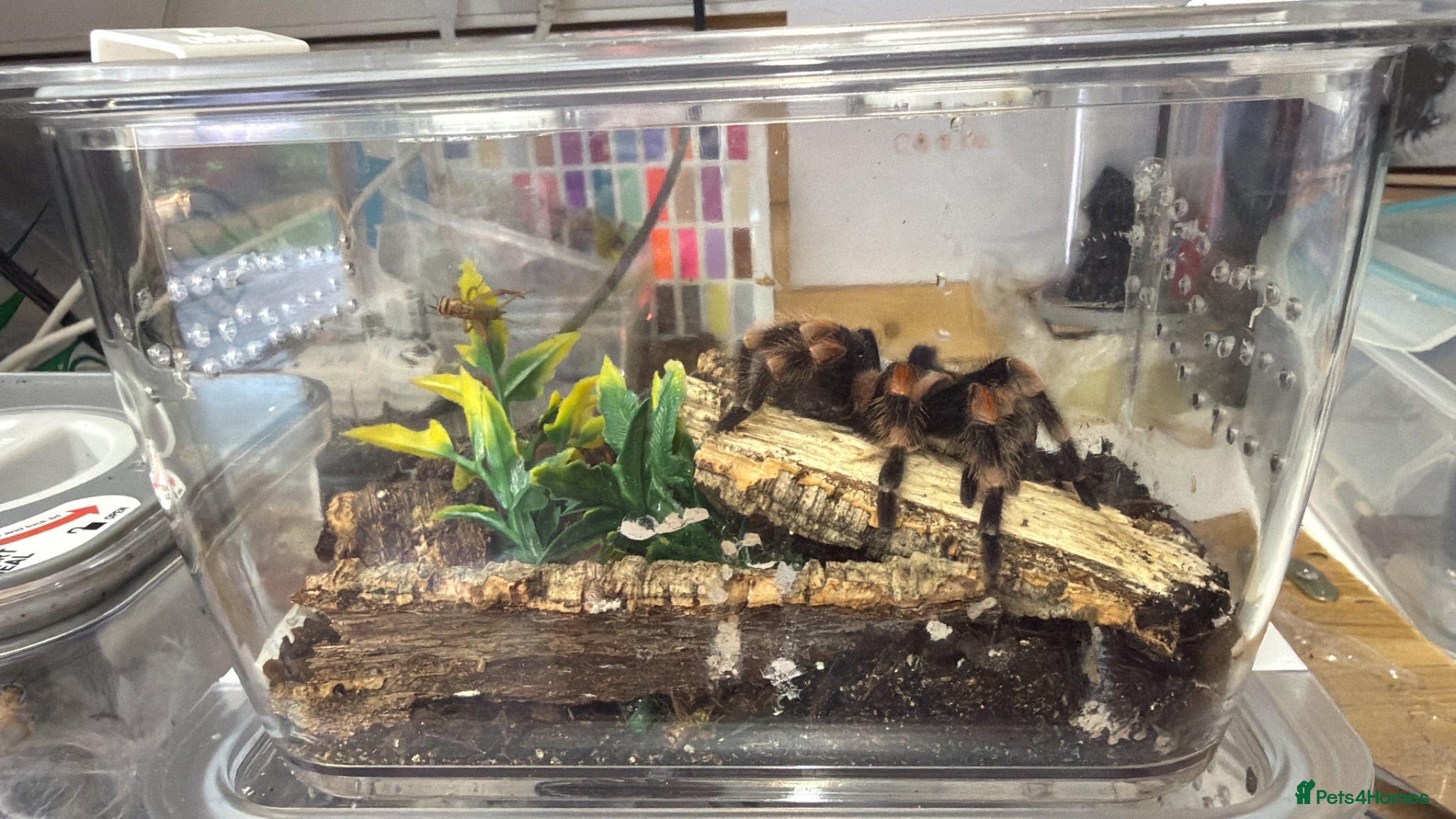 Spiders invertebrates I have six one year old mixed tarantulas for sale  - Advert 6