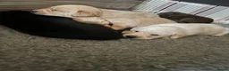 Labrador Retriever dogs for sale: KC Labrador pups, champagne, yellow & black  - Advert 14