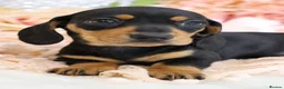 Miniature Dachshund dogs for sale: KC Miniature Dachshund Puppies - Advert 12