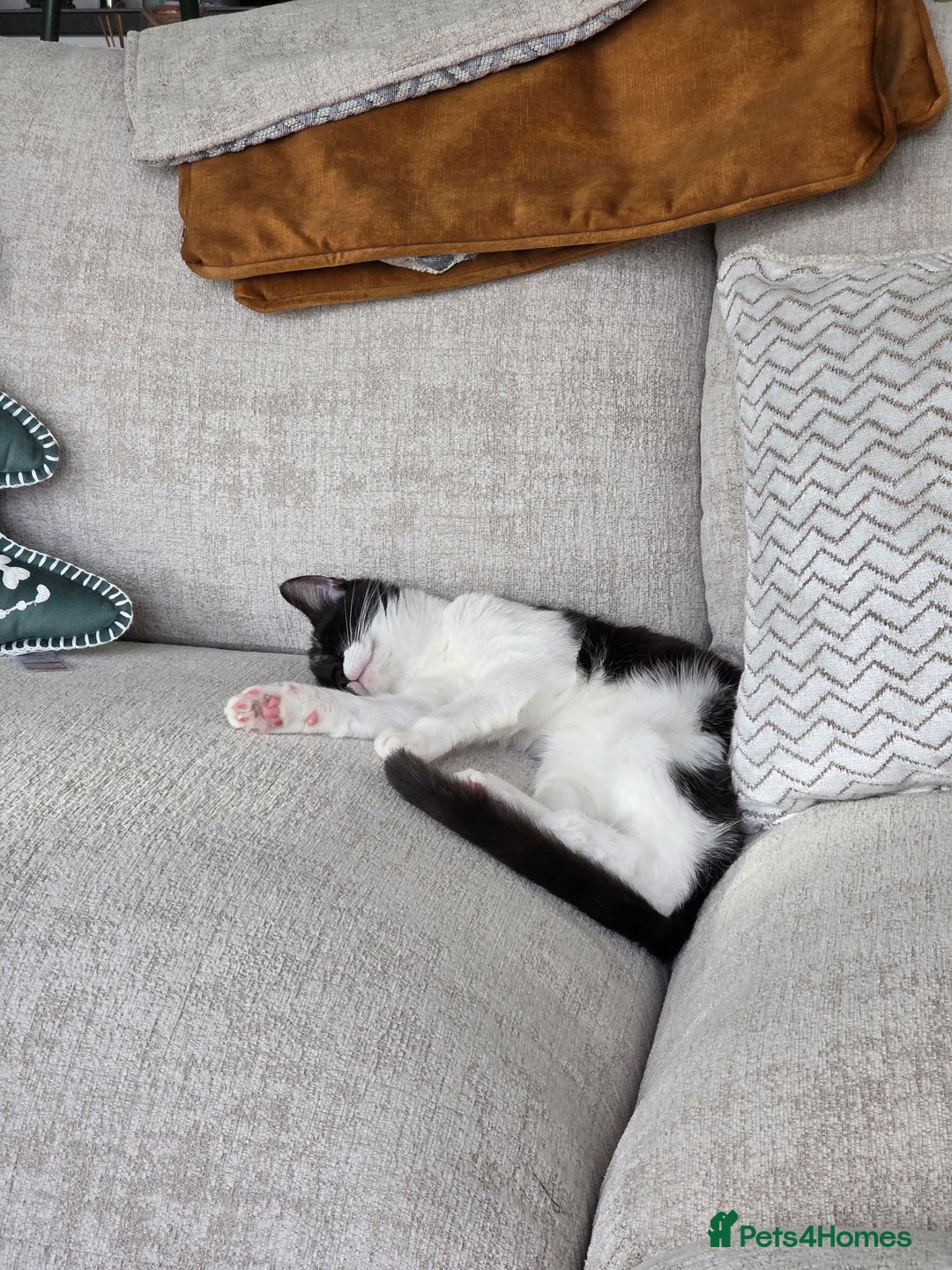 Mixed Breed cats for sale: 2 Female Kittens looking for a forever home - Advert 4