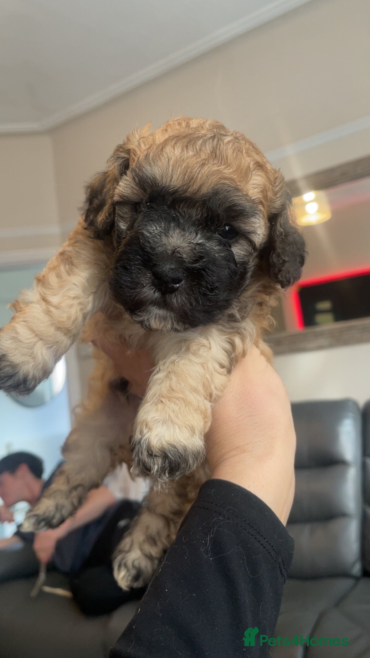Poochon dogs for sale: Ready to leave NOW poochons🐶❤️ - Advert 32