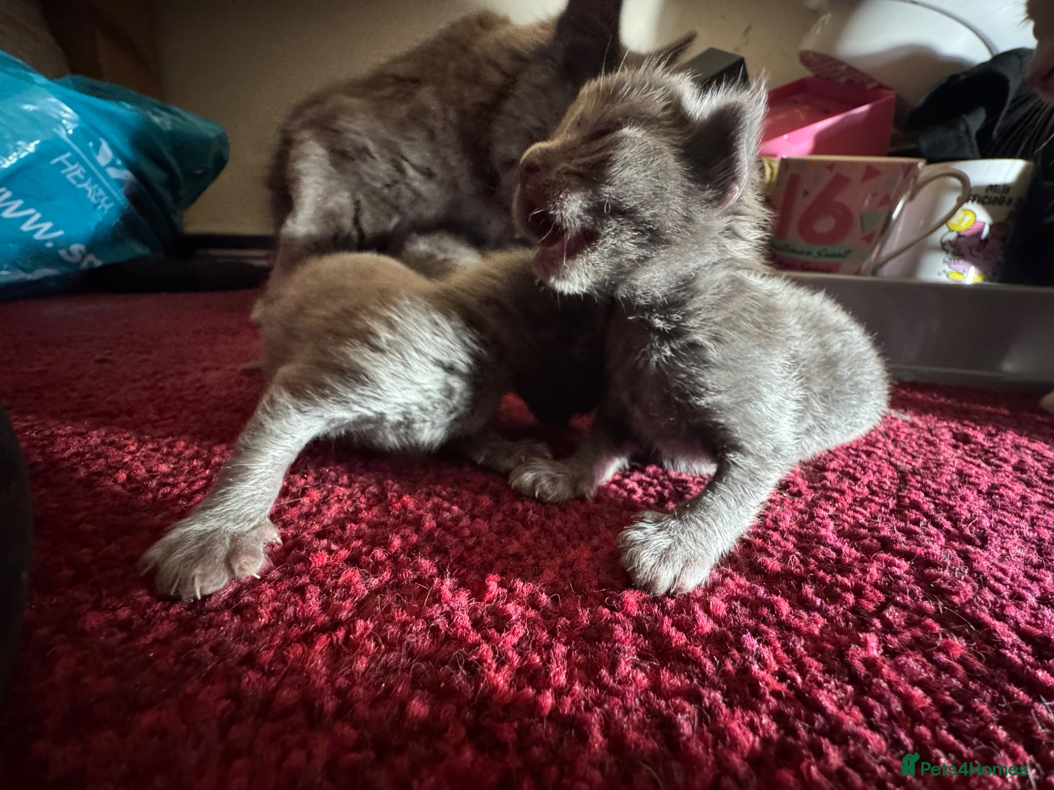 Maine Coon cats ✨ Maine Coon X Havana brown Kittens  - Advert 14