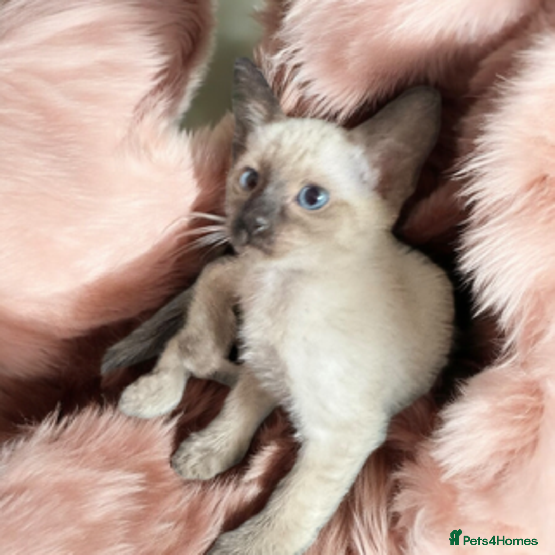 Oriental cats for sale: Gorgeous Oriental Kitten - 1 boy remaining  - Image 14