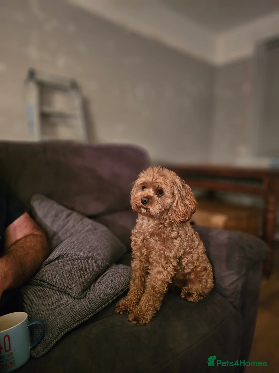 Cavapoo dogs for stud: Arlo for stud - Advert 8