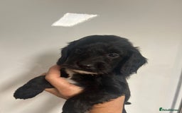 Cockapoo dogs for sale: Super cute spaniel x miniature poodle - Image 1