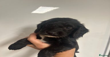 Cockapoo dogs - Advert 1