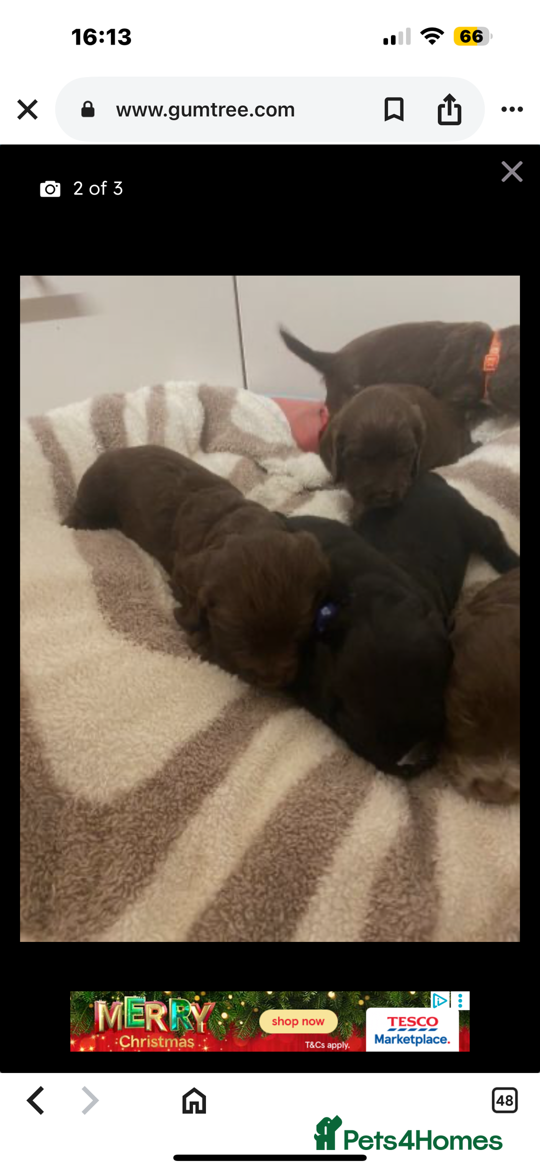 Cocker Spaniel dogs for sale: Fully pedigree cocker spaniel puppies  - Advert 2